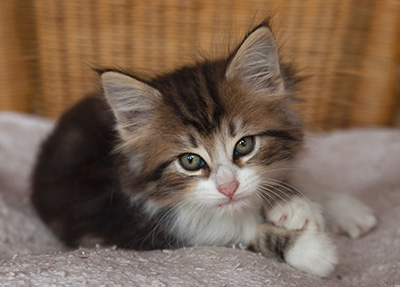 Iakov - 7 weeks old