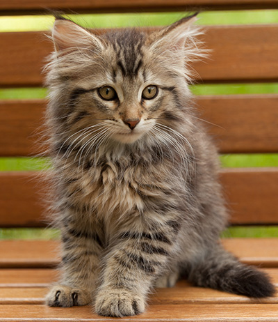 Iaroslav - 12 weeks old
