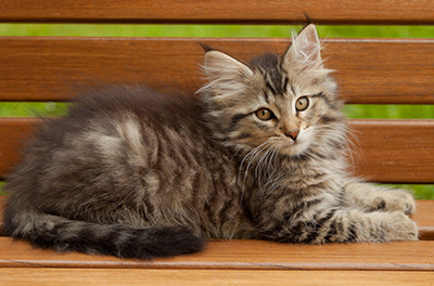 Iaroslav - 12 weeks old