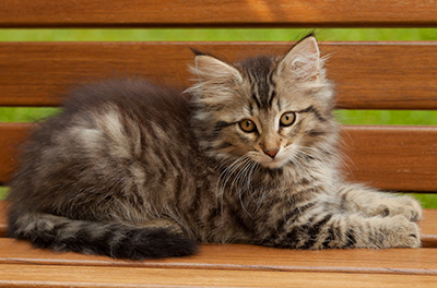 Iaroslav - 12 weeks old