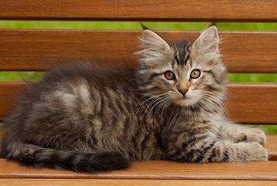 Iaroslav - 12 weeks old