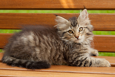 Iaroslav - 12 weeks old