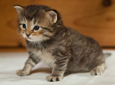 Iaroslav - 3 weeks old