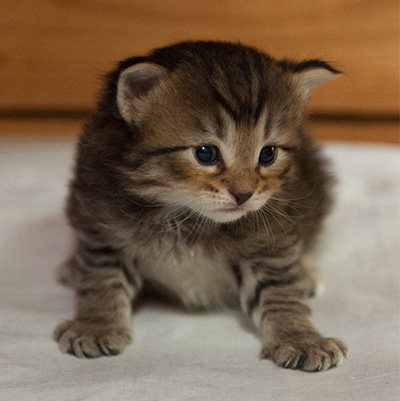 Iaroslav - 3 weeks old