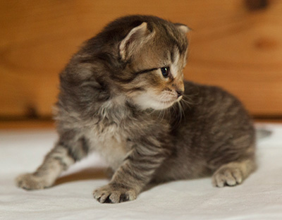 Iaroslav - 3 weeks old