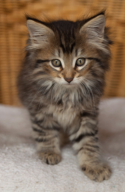 Iaroslav - 7 weeks old