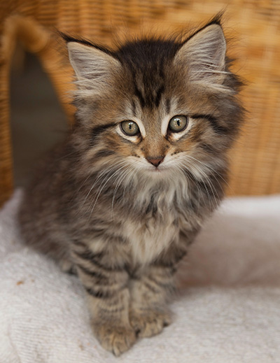 Iaroslav - 7 weeks old