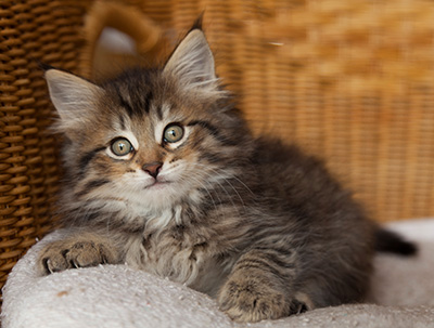 Iaroslav - 7 weeks old