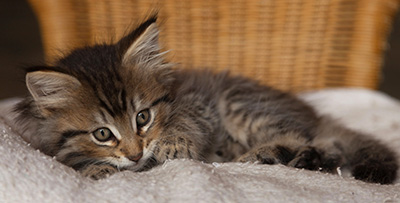 Iaroslav - 7 weeks old