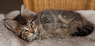 Iaroslav - 7 weeks old