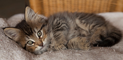 Iaroslav - 7 weeks old