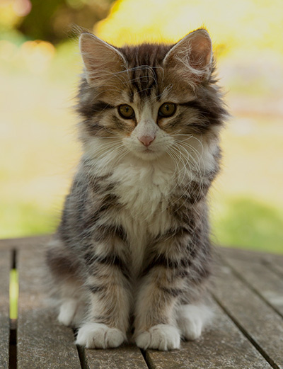 Ilioucha - 12 weeks old