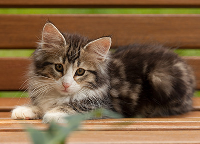 Ilioucha - 12 weeks old