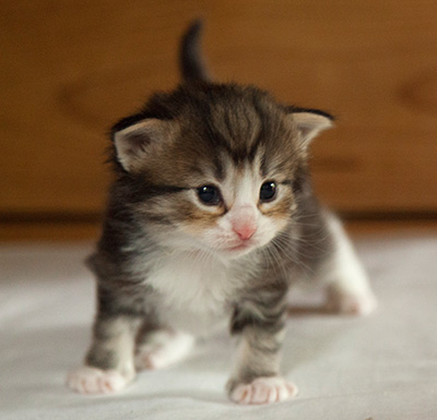Ilioucha - 3 weeks old