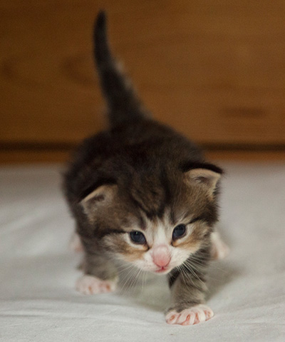 Ilioucha - 3 weeks old