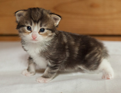 Ilioucha - 3 weeks old
