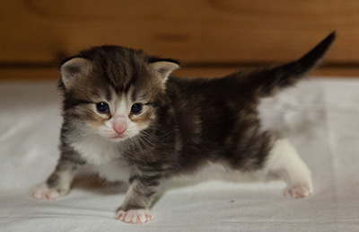 Ilioucha - 3 weeks old