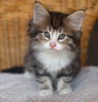 Ilioucha - 7 weeks old