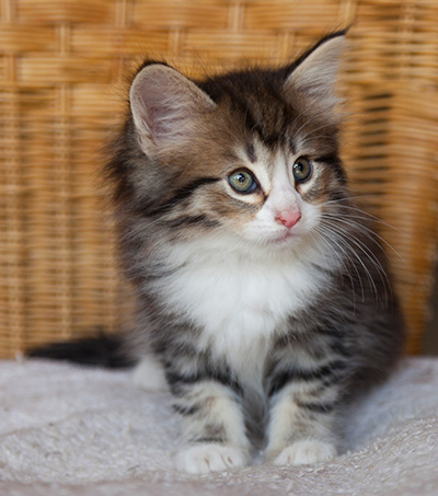 Ilioucha - 7 weeks old