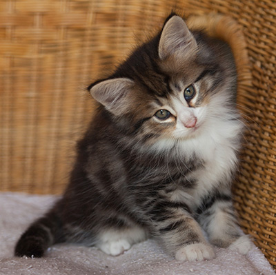 Ilioucha - 7 weeks old