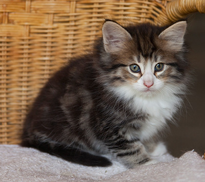 Ilioucha - 7 weeks old