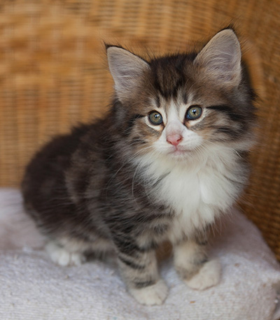 Ilioucha - 7 weeks old