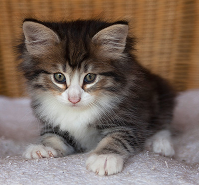 Ilioucha - 7 weeks old