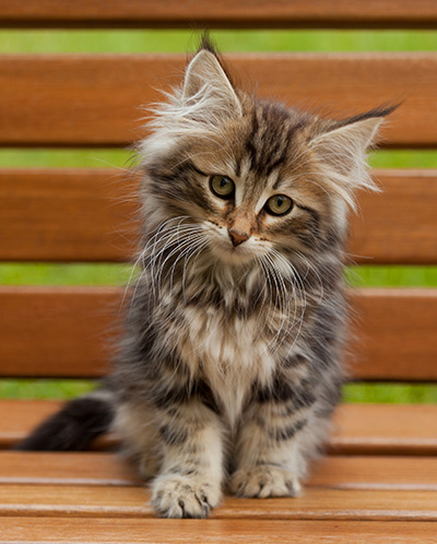 Iouri - 12 weeks old
