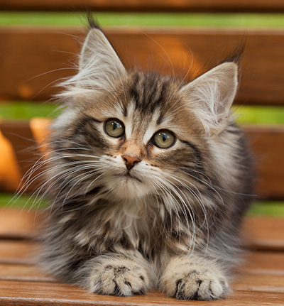 Iouri - 12 weeks old