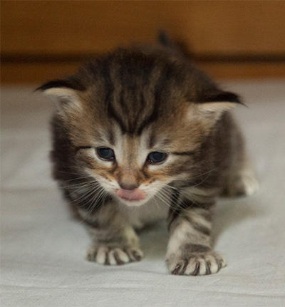 Iouri - 3 weeks old
