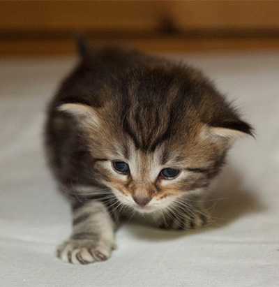 Iouri - 3 weeks old