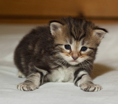 Iouri - 3 weeks old
