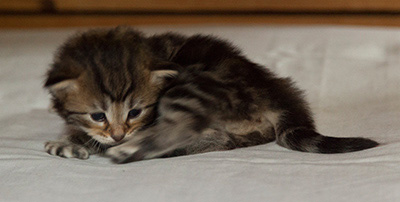 Iouri - 3 weeks old