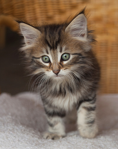 Iouri - 7 weeks old