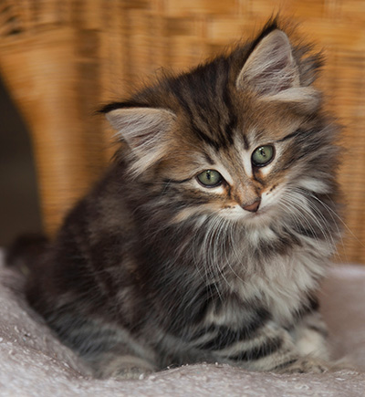 Iouri - 7 weeks old