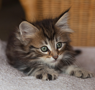 Iouri - 7 weeks old