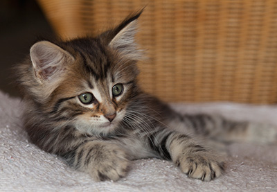 Iouri - 7 weeks old