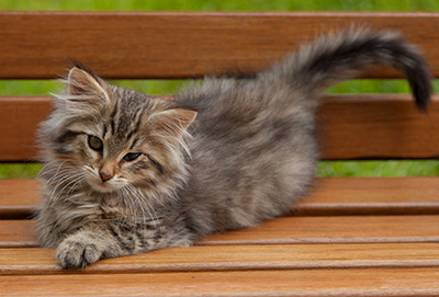 Ippolit - 12 weeks old