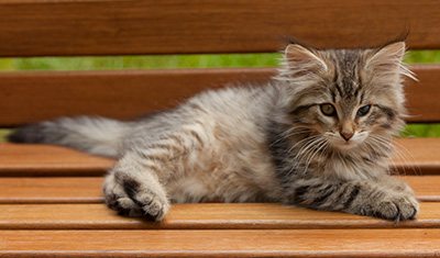 Ippolit - 12 weeks old