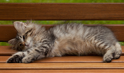 Ippolit - 12 weeks old