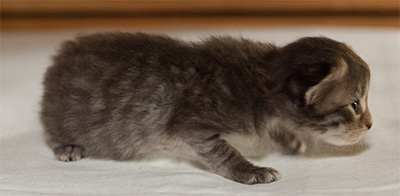 Ippolit - 3 weeks old