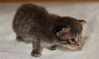 Ippolit - 3 weeks old
