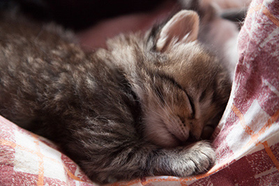 Ippolit - 3 weeks old