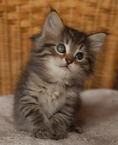 Ippolit - 7 weeks old