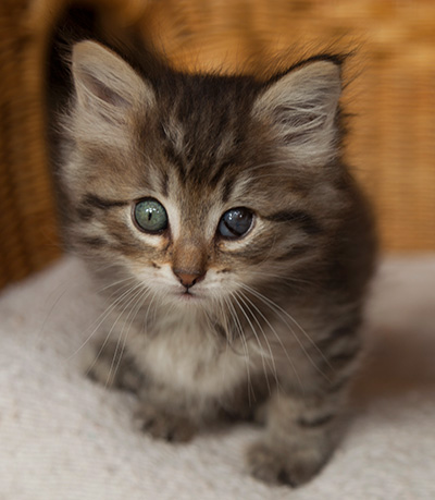 Ippolit - 7 weeks old