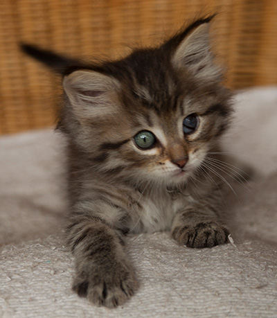 Ippolit - 7 weeks old