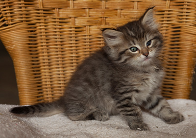 Ippolit - 7 weeks old