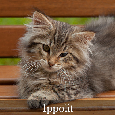 Ippolit