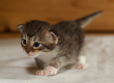 Irinouchka - 3 weeks old