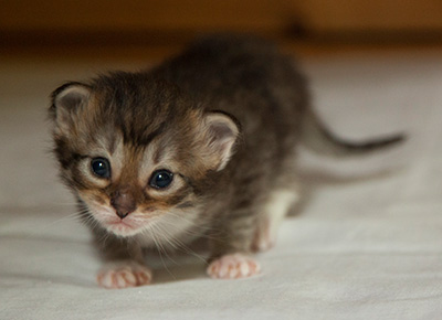 Irinouchka - 3 weeks old